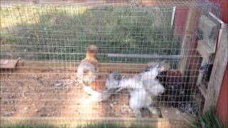 Silkies First Time Crowing [upl. by Dimond]