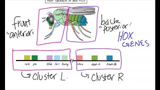 What are homeobox genes [upl. by Warrin27]