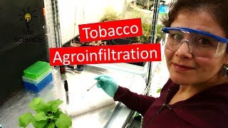 Tobacco Agroinfiltration Transient Transformation [upl. by Hakeem]