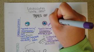 How I distinguish between Lymphocytes vs Monocytes [upl. by Hillel]