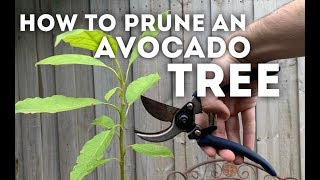 How to Prune an Avocado Tree [upl. by Skylar]