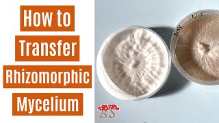 Rhizomorphic Transfer  Agar to Spawn Bag [upl. by Sukramed]