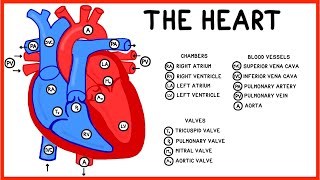 The Heart and Circulatory System Structure and Function [upl. by Burnight]