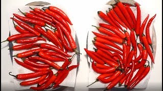 COMMENT FAIRE SÉCHER DES PIMENTS FORTS  🌶️🌶️🌶️ [upl. by Noral]