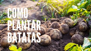 COMO PLANTAR BATATAS [upl. by Jauch536]