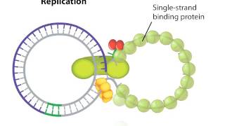 The Coronavirus Replication Cycle [upl. by Dyun]