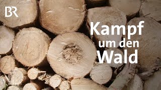 Kampf dem Borkenkäfer Alternativen für Pestizide im Wald  Gut zu wissen  BR [upl. by Goodwin]