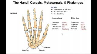 General Skeleton Basic Tutorial  Anatomy Tutorial [upl. by Erodaeht]