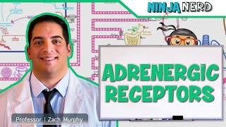 Neurology  Adrenergic Receptors [upl. by Nylidam8]