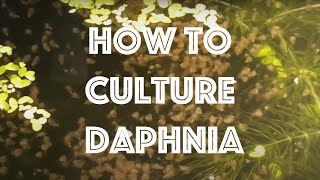 How To Culture Daphnia Magna [upl. by Montford220]