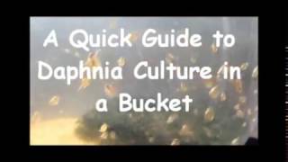 How to culture daphnia outside [upl. by Lohcin]