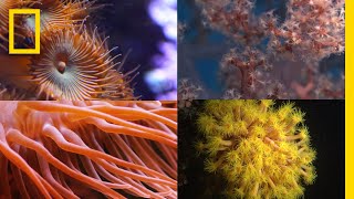 Coral Reefs 101  National Geographic [upl. by Hayikat]