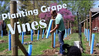 How to Plant Wine Grapes [upl. by Enohsal]