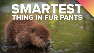 Why BEAVERS Are The Smartest Thing In Fur Pants [upl. by Hortensa]