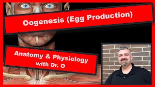 Oogenesis Oocyte Production Anatomy and Physiology [upl. by Phina]