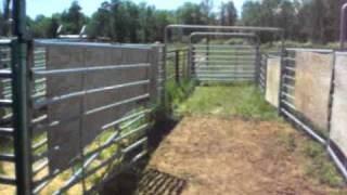 A Walk Through Cattle Corrals for Vaccinations [upl. by Airalednac747]