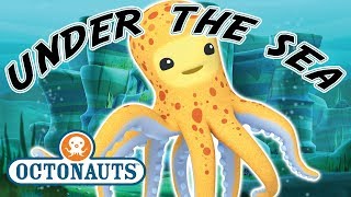 Octonauts  Under The Sea  Cartoons for Kids  Underwater Sea Education [upl. by Atnoek]