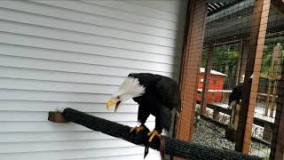 Bald Eagle Vocalization [upl. by Nenney]