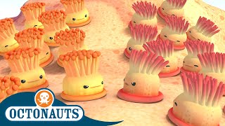 Octonauts  Enemy Anemones and The Speedy Sailfish  Cartoons for Kids  Underwater Sea Education [upl. by Germaine]