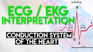 Electrical Conduction System of the Heart  ECG EKG Interpretation Part 1 [upl. by Zeitler]