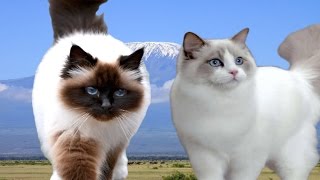 Birman vs Ragdoll Cat  Difference Explained [upl. by Naesed]