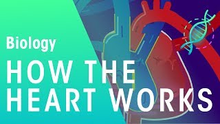 How the Heart Works  Physiology  Biology  FuseSchool [upl. by Nerrag]