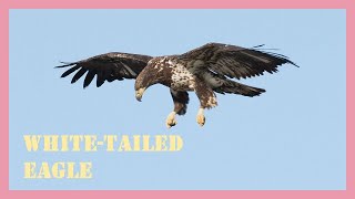 Sea white tailed eagle sound effect and call [upl. by Sophia]