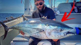 Un POISSON ULTRA PUISSANT  PÊCHE au THON sur chasse au POPPER [upl. by Burkhardt]