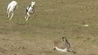 14 Galgos vs Liebres XIV  Greyhounds vs Hares XIV [upl. by Creamer234]