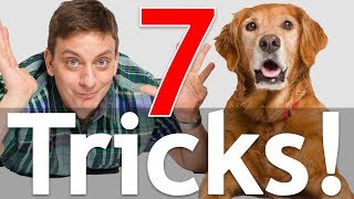 7 Dog Tricks in 5 Minutes [upl. by Meghann377]