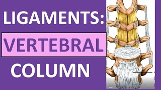 Sacroiliac Joint Dysfunction Anatomy Animation  Everything You Need To Know  Dr Nabil Ebraheim [upl. by Ogren]