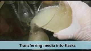 Easy recipe of potato dextrose agar PDA media to grow fungi [upl. by Fassold]