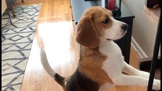 18 sounds a beagle makes in under 4 minutes [upl. by Mallorie]