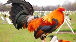 ROOSTER CROWING 🐓 Rooster Sound Videos [upl. by Papert952]