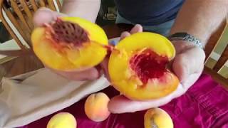 Ripening Peaches Indoors [upl. by Finnegan392]