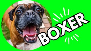 Top 10 Interesting Facts About Boxer Dogs 101 [upl. by Nairehs741]