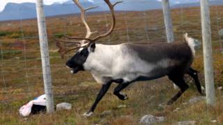 Samiska nationalsången  the Sámi Nationalanthem [upl. by Airetnohs]