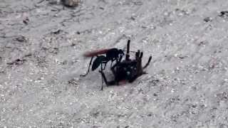 Tarantula VS Pepsis Wasp Tarantula Hawk [upl. by Mumford]