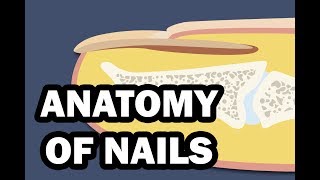 INTEGUMENTARY SYSTEM YOUR NAILS [upl. by Mateya618]