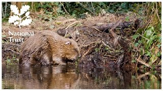 How eager beavers help prevent flooding on the National Trusts Holnicote Estate [upl. by Eselahs391]