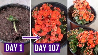 See How to Grow amp Care for Kalanchoe Plant Perfectly [upl. by Caty]