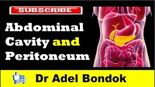 Abdominal Cavity Planes Compartments and Peritoneum Dr Adel Bondok [upl. by Petrine]