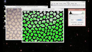 How to do Image Thresholding in ImageJ [upl. by Felske631]