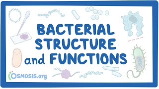 Bacterial Structure and Functions [upl. by Luhey364]