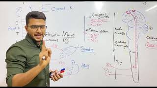 Introduction of Nervous system  Dr Nageeb [upl. by Madigan]