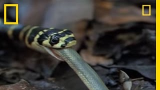 King Cobra vs Olive Water Snake  National Geographic [upl. by Argyle]