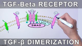 TGFBeta Receptor  Structure and Dimerization [upl. by Nnylassej]