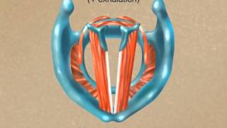 How the Larynx Produces Sound [upl. by Hobbie]