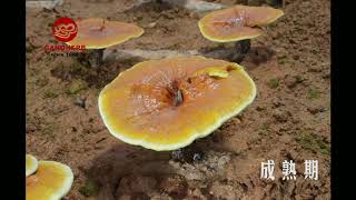 Timelapse of Reishi Mushroom Growth Process [upl. by Jobina251]