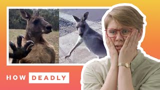 How dangerous are kangaroos in Australia  REACTION [upl. by Ahsemo]